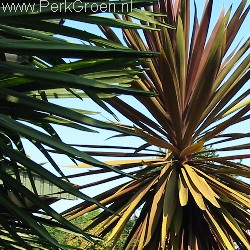 Cordyline Atropurpurea www.PerkGroen.nl